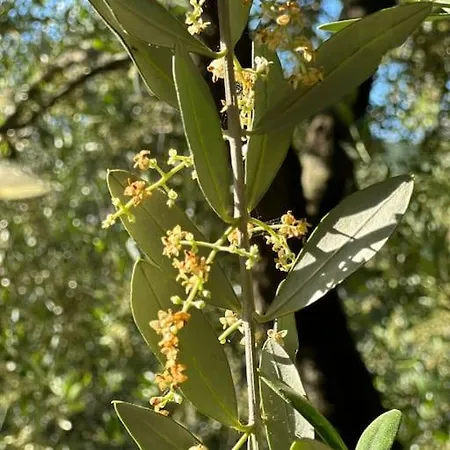 Beautiful Ligurian House With Pool 빌라 *